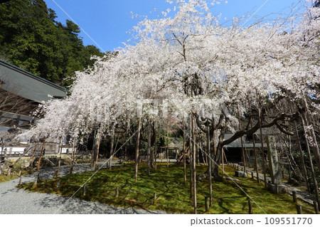 Cherry blossoms of Toshosho-ji Temple 109551770