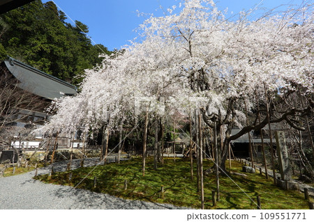Cherry blossoms of Toshosho-ji Temple 109551771