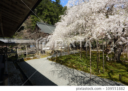 Toshosho-ji寺的櫻花 Toshosho-ji寺的櫻花 109551882