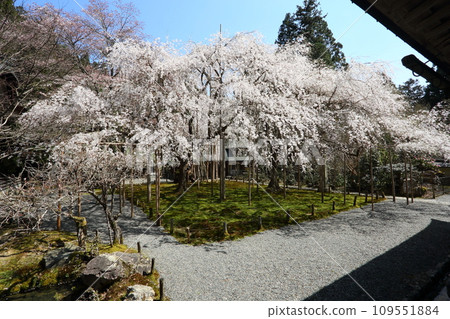 Cherry blossoms of Toshosho-ji Temple Cherry blossoms of Toshosho-ji Temple 109551884