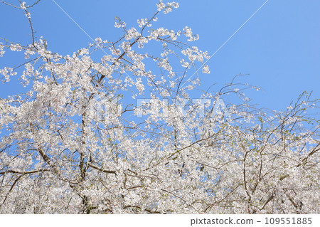 Cherry blossoms of Toshosho-ji Temple 109551885