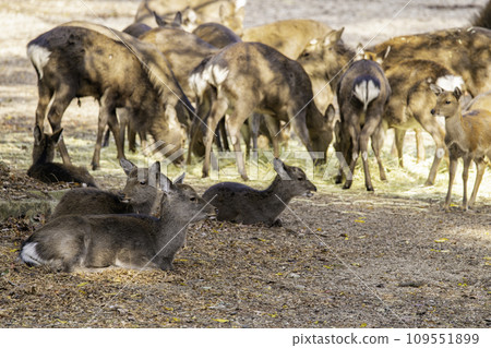 Miyajima deer 109551899