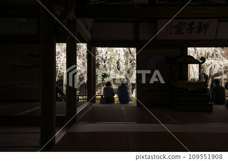 Cherry blossoms of Toshosho-ji Temple 109551908