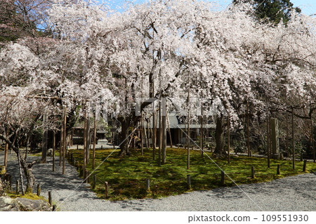 Toshosho-ji寺的櫻花 109551930