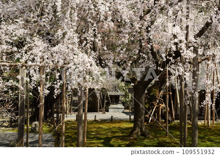 Cherry blossoms of Toshosho-ji Temple Cherry blossoms of Toshosho-ji Temple 109551932