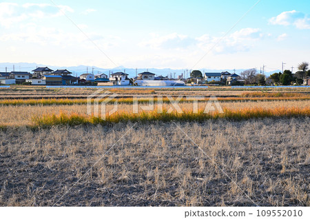 川越市伊佐沼湖初冬的田園風光 109552010