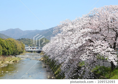 高野川沿岸的櫻花樹 109552093