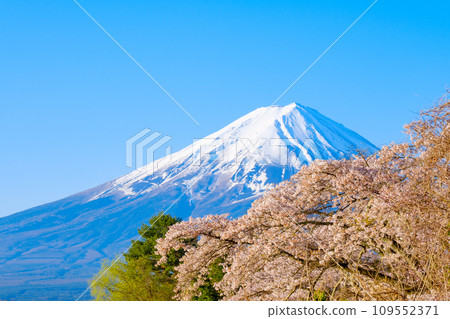 Sakura and Mt. Fuji Sakura and Mt. Fuji 109552371