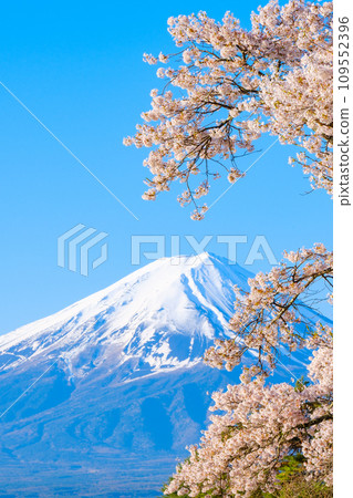 Sakura and Mt. Fuji 109552396