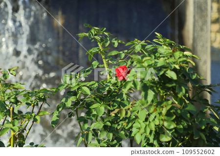 Autumn roses at Harima Central Park 109552602