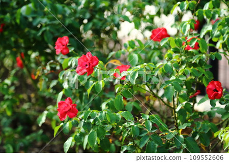 播磨中央公園的秋玫瑰 播磨中央公園的秋玫瑰 109552606