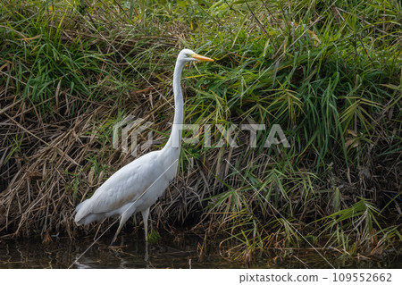 Waterside white egret Great egret Waterside white egret Great egret 109552662