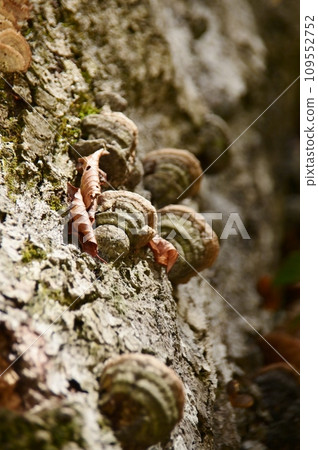 Shell mushrooms growing on the trunk of a dead tree Shell mushrooms growing on the trunk of a dead tree 109552752