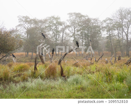 釧路濕原的領地爭奪戰 109552810