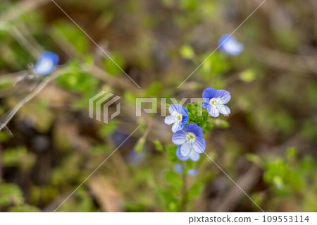 Early Spring Indigo ~Small World~ 109553114