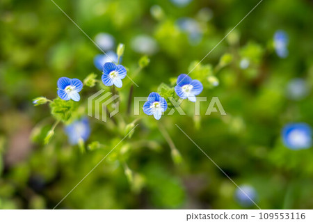 Early Spring Indigo ~Small World~ 109553116