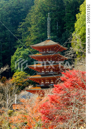 奈良真言宗豐山宗總寺大和國長谷寺的五層塔,秋葉 奈良真言宗豐山宗總寺大和國長谷寺的五層塔,秋葉 109553191