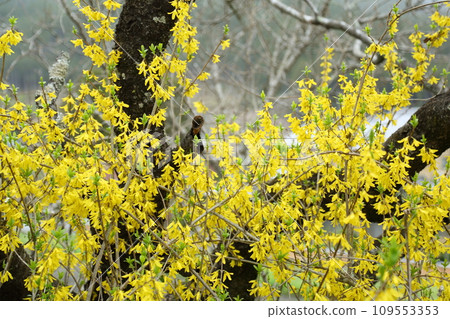 大原的連翹花 大原的連翹花 109553353