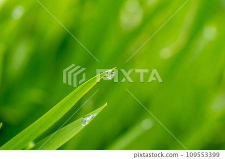 Gentle light in May ~Green grass~ Gentle light in May ~Green grass~ 109553399