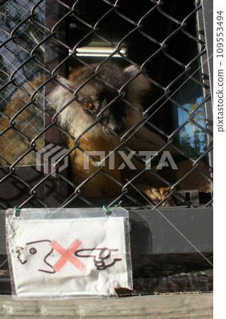 隔著上野動物園的鐵絲網與黑狐猴♀進行眼神交流 109553494