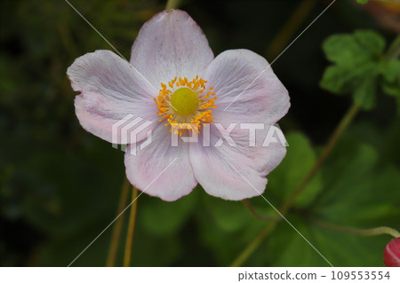 粉紅色的海葵花盛開在秋天的花園裡 109553554