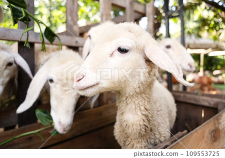 Cute little lamb portrait. Cute little lamb portrait. 109553725