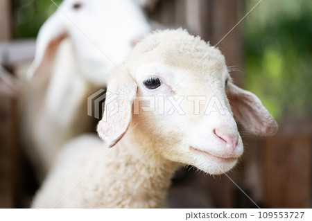 Cute little lamb portrait. Cute little lamb portrait. 109553727