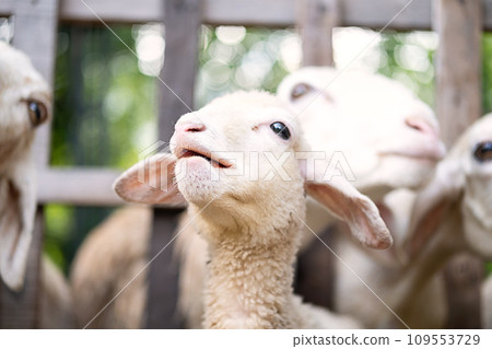 Cute little lamb portrait. Cute little lamb portrait. 109553729
