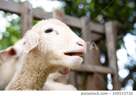 Cute funny little lamb at farm. Cute funny little lamb at farm. 109553730