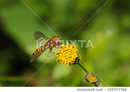 Rear view of a Japanese flycatcher eating pollen from a yellow-flowered flowering plant (natural light, strobe, macro lens close-up) Rear view of a Japanese flycatcher eating pollen from a yellow-flowered flowering plant (natural light, strobe, macro lens close-up) 109553766