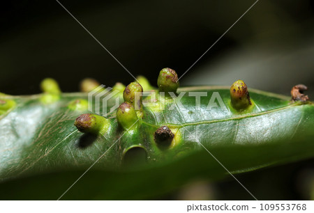 Close-up of a lot of insect galls on a large white leaf (macro close-up photo) Close-up of a lot of insect galls on a large white leaf (macro close-up photo) 109553768