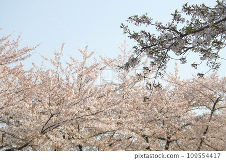 櫻相美吉野 109554417