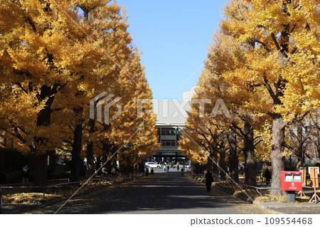Yellow leaves of ginkgo row of trees, Hiyoshi Campus, Yokohama 109554468