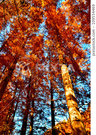 深秋的水元公園 水杉林秋葉風光 109554469