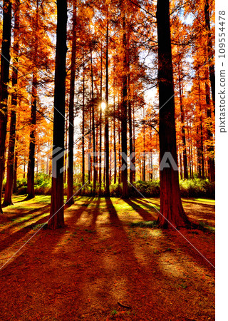 Mizumoto Park in late autumn Scenery of Metasequoia forest with autumn leaves 109554478