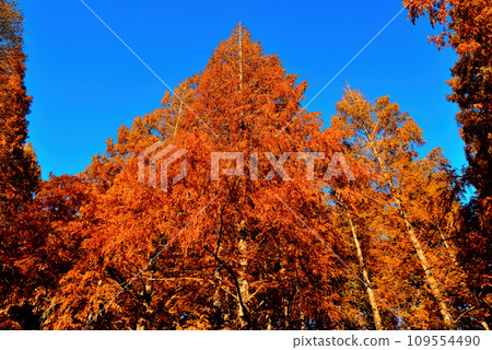 Mizumoto Park in late autumn Scenery of Metasequoia forest with autumn leaves 109554490