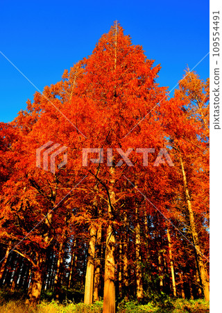 Mizumoto Park in late autumn Scenery of Metasequoia forest with autumn leaves 109554491