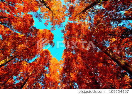 Mizumoto Park in late autumn Scenery of Metasequoia forest with autumn leaves 109554497