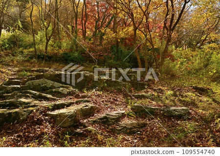 埼玉縣嵐山鎮，武藏嵐山谷岩石路面，秋葉 109554740
