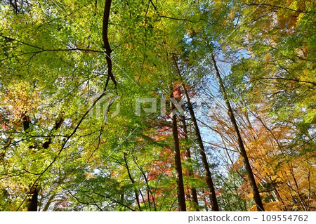 埼玉縣嵐山町,武藏嵐山谷的楓樹,秋葉 埼玉縣嵐山町,武藏嵐山谷的楓樹,秋葉 109554762