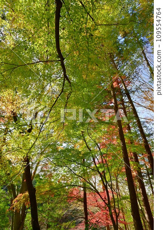 埼玉縣嵐山町,武藏嵐山谷的楓樹,秋葉 埼玉縣嵐山町,武藏嵐山谷的楓樹,秋葉 109554764