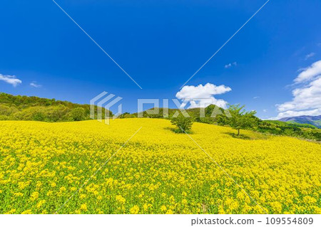 Spring Sannokura Plateau (ski resort) Flower field Rape blossoms Kitakata City, Fukushima Prefecture 109554809