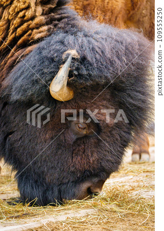 Bison Feeding on Dry Grass in Close-up - Wildlife Nature Portrait Photography 109555250
