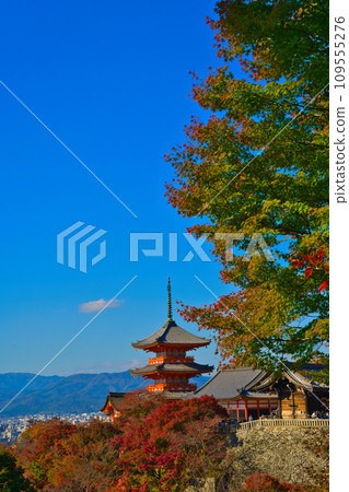 [京都府] 11月的紅葉季節，清水寺擠滿了遊客 109555276