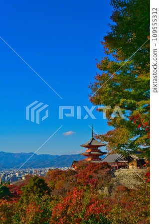 [Kyoto Prefecture] Kiyomizu-dera Temple is crowded with tourists during the autumn leaves season in November 109555312