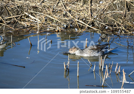 Water ducking duck 109555487