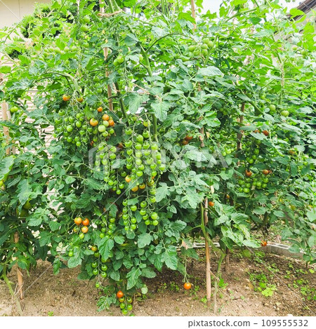 Aonari's mini tomatoes Aonari's mini tomatoes 109555532