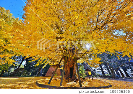 Autumn at Sairenji Temple 109556366