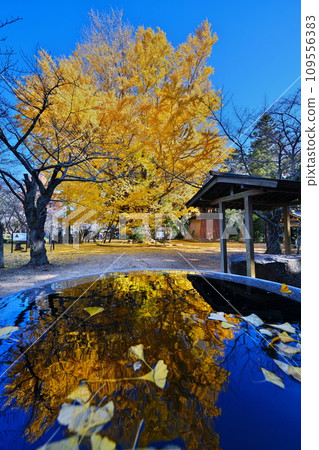 Autumn at Sairenji Temple 109556383