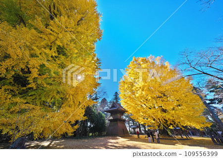 Autumn at Sairenji Temple 109556399